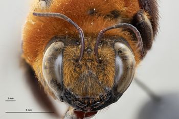 Media type: image;   Entomology 816436 Aspect: head frontal view